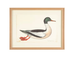 Offset Lithograph of "Goosander Male, PL 22"  from the "The  Great Bird Book" by Olof Rudbeck The Younger