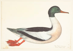 Offset Lithograph of "Goosander Male, PL 22"  from the "The  Great Bird Book" by Olof Rudbeck The Younger