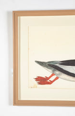 Offset Lithograph of "Goosander Male, PL 22"  from the "The  Great Bird Book" by Olof Rudbeck The Younger