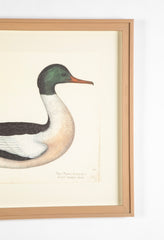 Offset Lithograph of "Goosander Male, PL 22"  from the "The  Great Bird Book" by Olof Rudbeck The Younger