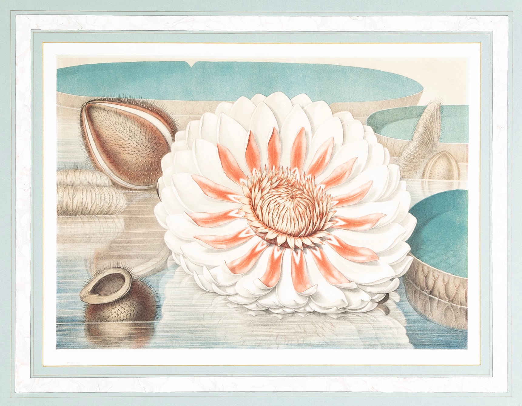 Pair of Chromolithographs of "The Great Water Lily" After John Fisk Allen