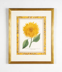 Johann W. Weinmann Hand Colored Engraving of a Sunflower