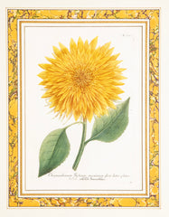 Johann W. Weinmann Hand Colored Engraving of a Sunflower