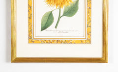 Johann W. Weinmann Hand Colored Engraving of a Sunflower
