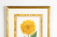 Johann W. Weinmann Hand Colored Engraving of a Sunflower