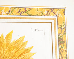 Johann W. Weinmann Hand Colored Engraving of a Sunflower