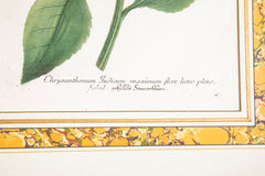 Johann W. Weinmann Hand Colored Engraving of a Sunflower