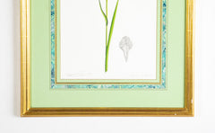 James L. Sain Original Watercolor of an Iris