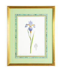 James L. Sain Original Watercolor of an Iris