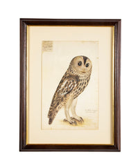Offset Lithograph from "The Great Bird Book" by Olof Rudbeck The Younger