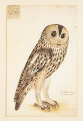 Offset Lithograph from "The Great Bird Book" by Olof Rudbeck The Younger