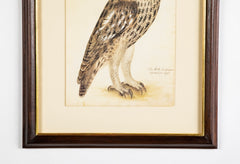 Offset Lithograph from "The Great Bird Book" by Olof Rudbeck The Younger