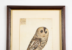 Offset Lithograph from "The Great Bird Book" by Olof Rudbeck The Younger