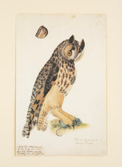 Offset Lithograph from "The Great Bird Book" by Olof Rudbeck The Younger