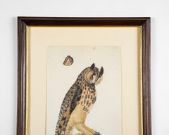 Offset Lithograph from "The Great Bird Book" by Olof Rudbeck The Younger
