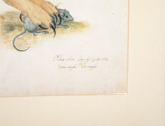 Offset Lithograph from "The Great Bird Book" by Olof Rudbeck The Younger