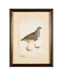 Offset Lithograph from "The Great Bird Book" by Olof Rudbeck The Younger