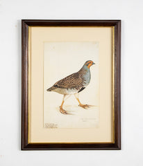 Offset Lithograph from "The Great Bird Book" by Olof Rudbeck The Younger