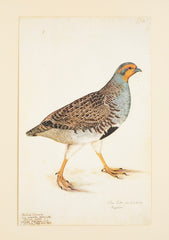 Offset Lithograph from "The Great Bird Book" by Olof Rudbeck The Younger