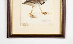 Offset Lithograph from "The Great Bird Book" by Olof Rudbeck The Younger
