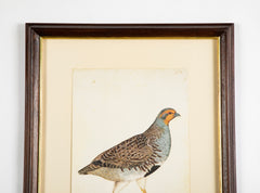 Offset Lithograph from "The Great Bird Book" by Olof Rudbeck The Younger