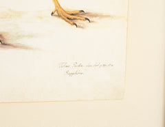 Offset Lithograph from "The Great Bird Book" by Olof Rudbeck The Younger