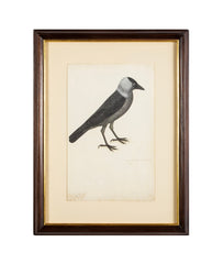Offset Lithograph from "The Great Bird Book" by Olof Rudbeck The Younger