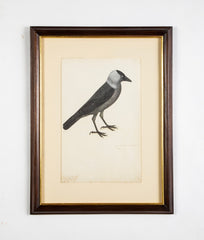 Offset Lithograph from "The Great Bird Book" by Olof Rudbeck The Younger