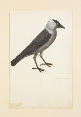 Offset Lithograph from "The Great Bird Book" by Olof Rudbeck The Younger