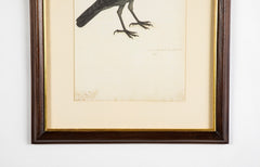 Offset Lithograph from "The Great Bird Book" by Olof Rudbeck The Younger