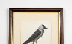Offset Lithograph from "The Great Bird Book" by Olof Rudbeck The Younger