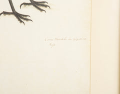Offset Lithograph from "The Great Bird Book" by Olof Rudbeck The Younger
