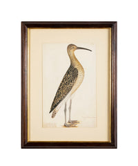 Offset Lithograph from "The Great Bird Book" by Olof Rudbeck The Younger