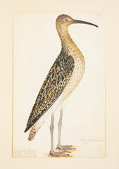 Offset Lithograph from "The Great Bird Book" by Olof Rudbeck The Younger
