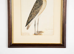 Offset Lithograph from "The Great Bird Book" by Olof Rudbeck The Younger