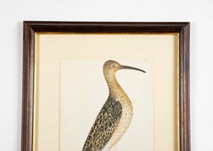 Offset Lithograph from "The Great Bird Book" by Olof Rudbeck The Younger