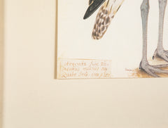 Offset Lithograph from "The Great Bird Book" by Olof Rudbeck The Younger
