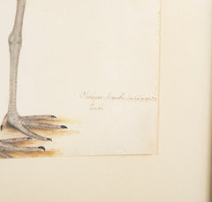 Offset Lithograph from "The Great Bird Book" by Olof Rudbeck The Younger