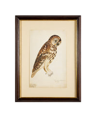 Offset Lithograph from "The Great Bird Book" by Olof Rudbeck The Younger