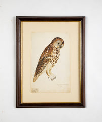 Offset Lithograph from "The Great Bird Book" by Olof Rudbeck The Younger