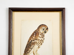 Offset Lithograph from "The Great Bird Book" by Olof Rudbeck The Younger