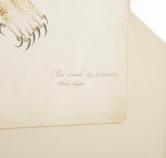 Offset Lithograph from "The Great Bird Book" by Olof Rudbeck The Younger