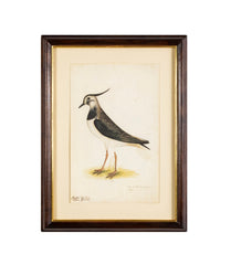 Offset Lithograph from "The Great Bird Book" by Olof Rudbeck The Younger