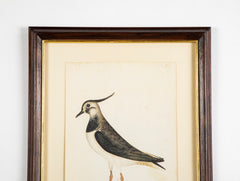 Offset Lithograph from "The Great Bird Book" by Olof Rudbeck The Younger