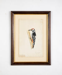 Offset Lithograph from "The Great Bird Book" by Olof Rudbeck The Younger