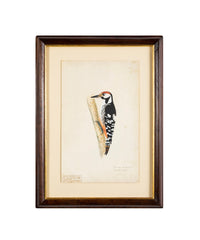 Offset Lithograph from "The Great Bird Book" by Olof Rudbeck The Younger