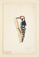 Offset Lithograph from "The Great Bird Book" by Olof Rudbeck The Younger