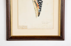 Offset Lithograph from "The Great Bird Book" by Olof Rudbeck The Younger