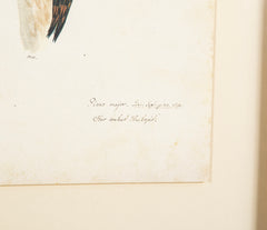 Offset Lithograph from "The Great Bird Book" by Olof Rudbeck The Younger