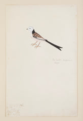 Offset Lithograph from "The Great Bird Book" by Olof Rudbeck The Younger